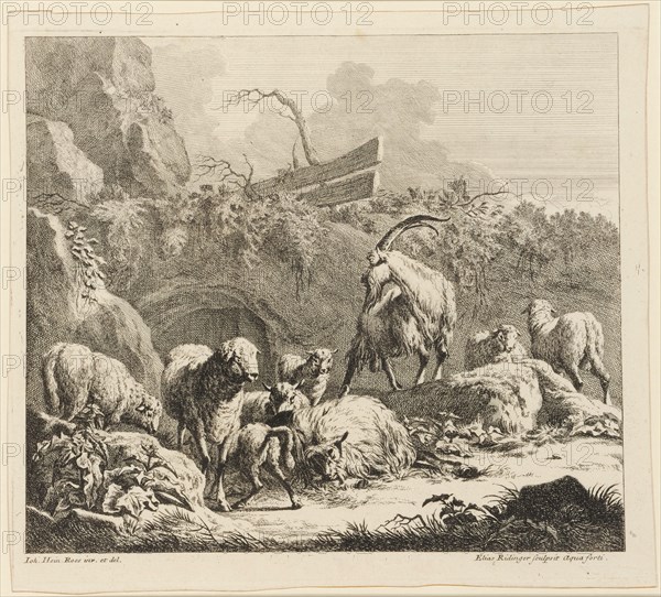 Goats, sheep and lambs, 1724-1728, etching, sheet: 28.2 x 31.1 cm |, Plate: 26.4 x 31.5 cm, In the plate u., l, ., designated: I.H., Roos inv. Et del ., u, ., r .: Elias Ridinger sculpsit Aqua forti, Johann Elias Ridinger, Radierer, Ulm 1698–1767 Augsburg, Johann Heinrich Roos, Zeichner, Otterberg 1631–1685 Frankfurt a. M.
