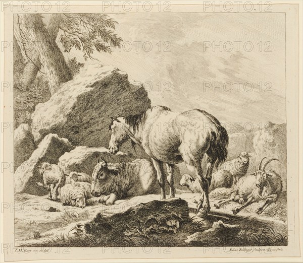 White horse and cow with foals and sheep, 1724-1728, etching, sheet: 27.8 x 32 cm |, Plate: 25.9 x 32.1 cm, in the plate u., l, ., designated: I.H., Roos inv. Et del ., u, ., r .: Elias Ridinger sculpsit Aqua forti, Johann Elias Ridinger, Radierer, Ulm 1698–1767 Augsburg, Johann Heinrich Roos, Zeichner, Otterberg 1631–1685 Frankfurt a. M.
