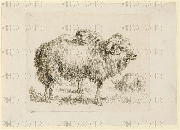 Two rams, etching, sheet: 13 x 18.5 cm |, Plate: 10.3 x 13 cm, Not marked, Nicolaes (Claes Pietersz.) Berchem, Haarlem 1620–1683 Amsterdam