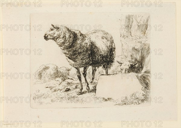 Standing sheep, head in profile, etching, sheet: 12.9 x 18.7 cm |, Plate: 10.2 x 12.9 cm, Not specified, Nicolaes (Claes Pietersz.) Berchem, Haarlem 1620–1683 Amsterdam