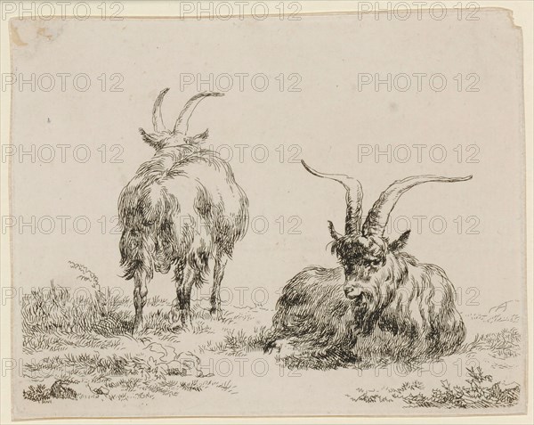 Standing and lying goat, etching, sheet: 10.5 x 13.2 cm |, Plate: 10.1 x 12.9 cm, Not specified, Nicolaes (Claes Pietersz.) Berchem, Haarlem 1620–1683 Amsterdam