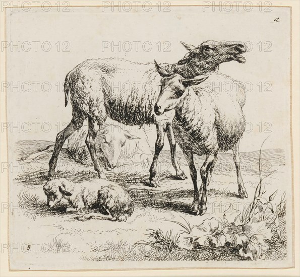 Blöfendes sheep with young, etching, sheet: 10.4 x 11.5 cm |, Plate: 10.1 x 11.2 cm, in the plate u., l, ., and r., numbered: 5, o. r., denotes: a, Nicolaes (Claes Pietersz.) Berchem, Haarlem 1620–1683 Amsterdam