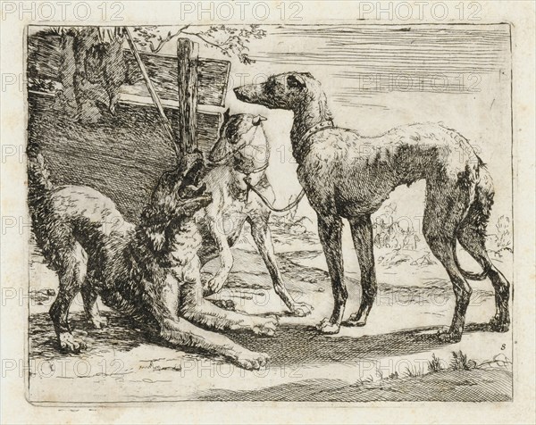 Three dogs in front of a fence, etching, sheet: 14.2 x 17 cm |, Plate: 11.5 x 14.7 cm, in the plate u., r., Numbered: 8, Nicolaes (Claes Pietersz.) Berchem, (?), Haarlem 1620–1683 Amsterdam