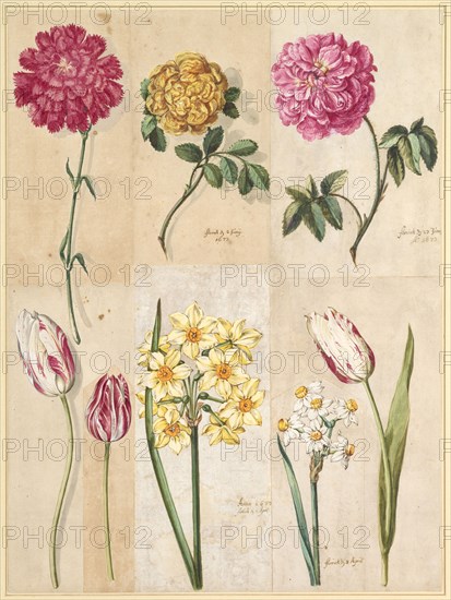 Red carnation, yellow moss-rose, red rose-rose, white-red speckled tulips, yellow daffodils and white daffodils, 1673, watercolor, assembled on eight leaves, foliate: 49.2 x 36.6 cm, inscribed in light brown and black pen: floruit d, 2 Juny 1673, floruit d 27 Juny Ao., 1673, Anno 1673 floruit d 1 April, floruit d 3rd April, Maria Sibylla Merian, Frankfurt a. M. 1647–1717 Amsterdam