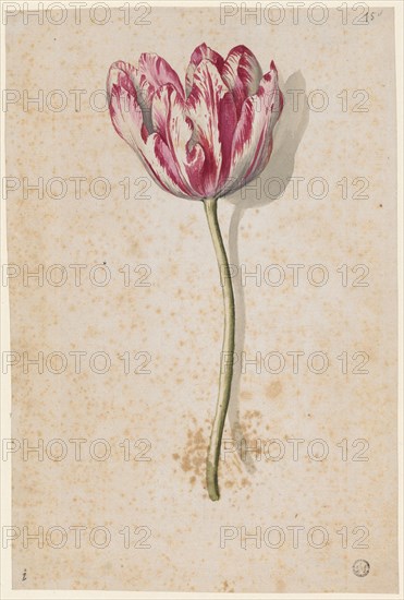 Red and white speckled tulip, watercolor, leaf: 25 x 16.7 cm, Maria Sibylla Merian, Frankfurt a. M. 1647–1717 Amsterdam