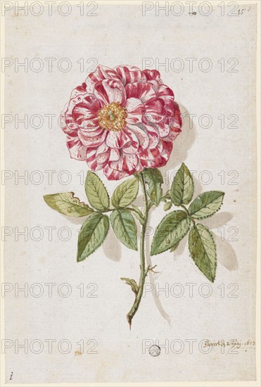 Rose with white and red speckled petals, 1673, watercolor, leaf: 23.6 x 15.8 cm, U. r., inscribed with pen in brown: floruit the 2 Juny 1673, Maria Sibylla Merian, Frankfurt a. M. 1647–1717 Amsterdam