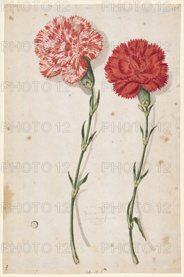 Two carnations, one speckled white-red, the other bright red, 1673, watercolor, folia: 27.3 x 17.8 cm /18.3 cm, inscribed in pencil: 1673, the 27th July, jubilation by Harlem, Zwey ..., [hard to read], Maria Sibylla Merian, Frankfurt a. M. 1647–1717 Amsterdam