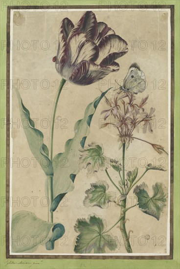 Garden tulip (white-violet flamed) with ladybug and flowering geranium with cabbage white, watercolor, mounted on green toned edge, leaf: 36.2 x 23.4 cm, Maria Sibylla Merian, Frankfurt a. M. 1647–1717 Amsterdam