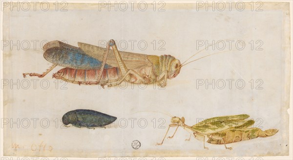 Grasshopper, running leaf and beetle, watercolor, on parchment, folia: 12.3 x 22.9 cm, Maria Sibylla Merian, Frankfurt a. M. 1647–1717 Amsterdam