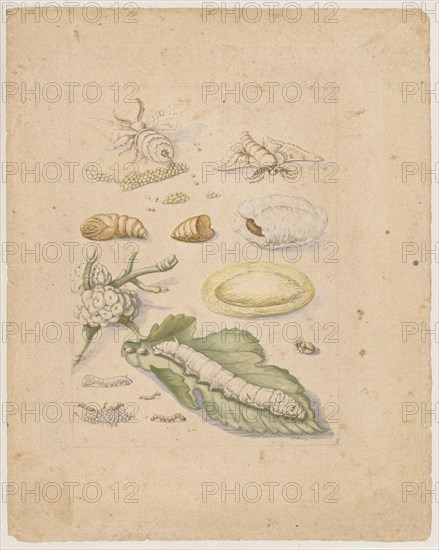 Mulberry tree with the fruit., Morus cum fructu., (with stands of silk moth), Colored overprint, later hand framed in pencil, laminated, Sheet: 21.9 x 17.4 cm, Maria Sibylla Merian, Frankfurt a. M. 1647–1717 Amsterdam
