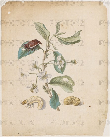 Black sweet cherry blossom., Cerasus nigra, dulcis, florens., (Cherry blossom with the stands of the May beetle), 1679, Colored overprint, laminated, Sheet: 22 x 17.5 cm, Maria Sibylla Merian, Frankfurt a. M. 1647–1717 Amsterdam