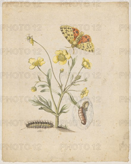 Sweet buttercup foot., Ranunculus dulcis., (with purple bear), 1679, Colored overprint, later by hand framed in pencil, laminated, Sheet: 21.9 x 17.4 cm, Maria Sibylla Merian, Frankfurt a. M. 1647–1717 Amsterdam