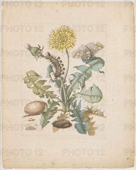 Taraxacon, ., Röhrleinskraut., (with Wollfussspinner), 1679, colored Umdruck, later by hand in pencil framed, laminated, sheet: 21.8 x 17.3 cm, Maria Sibylla Merian, Frankfurt a. M. 1647–1717 Amsterdam