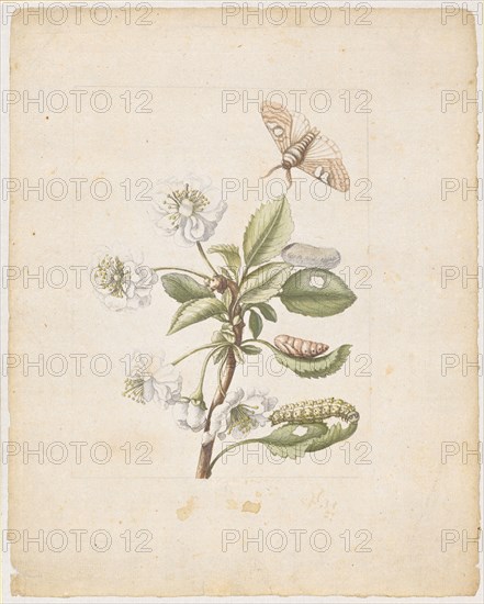 A white filled amarella blossom., Cerasa acida, rubra, flore pleno., (filled church with the stands of the Blue-headed moth), 1679, Colored overprint, later by hand framed in pencil, laminated, Sheet: 22 x 17.7 cm, Maria Sibylla Merian, Frankfurt a. M. 1647–1717 Amsterdam