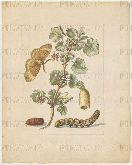 Big spanish gooseberry flower., Flos Grossulariae, satirae, spinosae., (with the female of the oak moth), 1679, Colored overprint, later by hand framed in pencil, laminated, Sheet: 21.8 x 17.4 cm, Maria Sibylla Merian, Frankfurt a. M. 1647–1717 Amsterdam