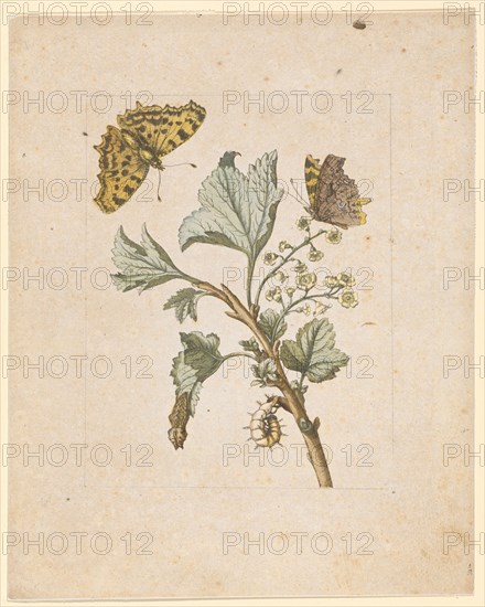 Small raw blueberry berries., Grossularia hortensis, non spinosa, florens (with C-butterfly), 1679, Colored overprint, later hand framed in pencil, laminated, Leaf: 21.7 x 17.2 cm, Maria Sibylla Merian, Frankfurt a. M. 1647–1717 Amsterdam