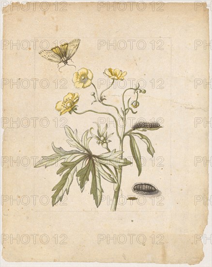 Wild Hanenfuss., Ranunculus pratensis., (with grass bear), 1679, Colored overprint, later hand framed in pencil, laminated, Sheet: 21.8 x 17.4 cm, Maria Sibylla Merian, Frankfurt a. M. 1647–1717 Amsterdam