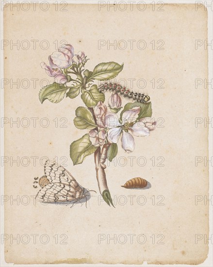 Magdapfelblue, ., Malus mellea, florens., (Flowering apple branch with rose moth), 1679, Colored overprint, laminated, Leaf: 22.1 x 17.4 cm, Maria Sibylla Merian, Frankfurt a. M. 1647–1717 Amsterdam