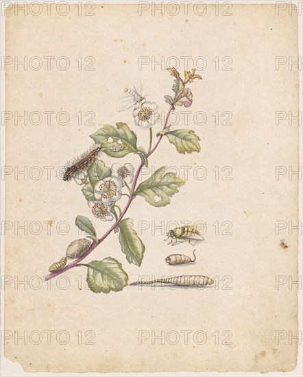 Bluender Hagdorn., Oxyacantha florens., (with swan), 1679, colored overprint, laminated, leaf: 21.8 x 17.4 cm, Maria Sibylla Merian, Frankfurt a. M. 1647–1717 Amsterdam