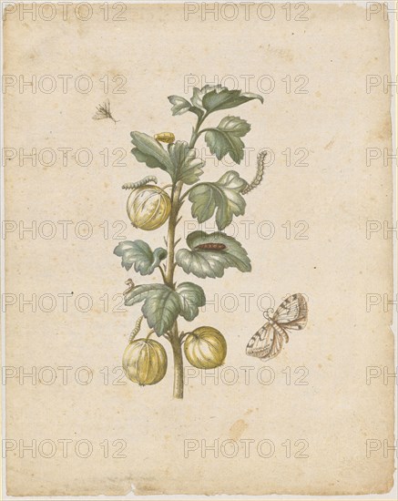 Big spanish cranberries., Fructus grossulariae satirae, spinosae., (with currant spanner), 1679, colored overprint, laminated, leaf: 22 x 17.3 cm, Maria Sibylla Merian, Frankfurt a. M. 1647–1717 Amsterdam