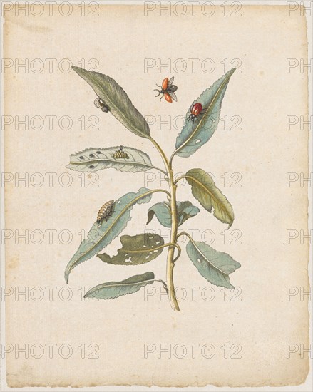 Rothe pastures., Salix, acuto folio., (Willow with poplar leaf beetle), 1679, Colored overprint, laminated, Leaf: 21.9 x 17.5 cm, Maria Sibylla Merian, Frankfurt a. M. 1647–1717 Amsterdam