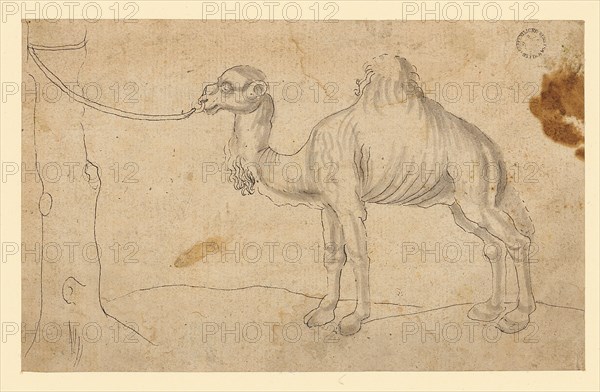 Dromedary to the left, tied to a tree trunk, beginning of the 16th century, feather in black, washed in gray, page: 8.7 x 13.9 cm, not marked, Anonym, Oberrhein (?), Anfang 16. Jh.