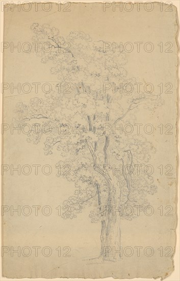 Deciduous tree with three main branches and high crown, pencil, leaf: 34.4 x 21.6 cm, not referenced, Johann Rudolf Follenweider, Basel 1774–1847 Basel