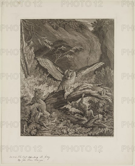 Johann Elias Ridinger, German, 1698-1769, Owl Defending Its Prey, 18th century, etching printed in black ink on wove paper, Image (no bottom edge of plate): 11 5/8 × 9 1/4 inches (29.5 × 23.5 cm)