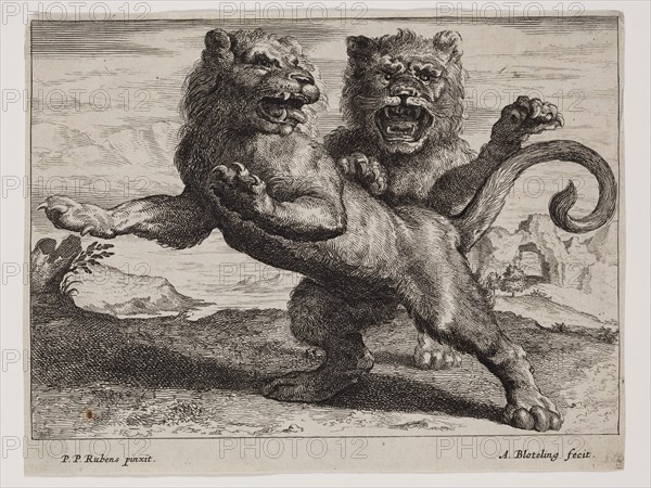 Abraham Blooteling, Dutch, 1640-1690, after Peter Paul Rubens, Flemish, 1577-1640, Lions, Plate 3, between 1660 and 1690, etching and engraving printed in black ink on laid paper, Sheet (trimmed within platemark): 5 3/8 × 7 inches (13.7 × 17.8 cm)