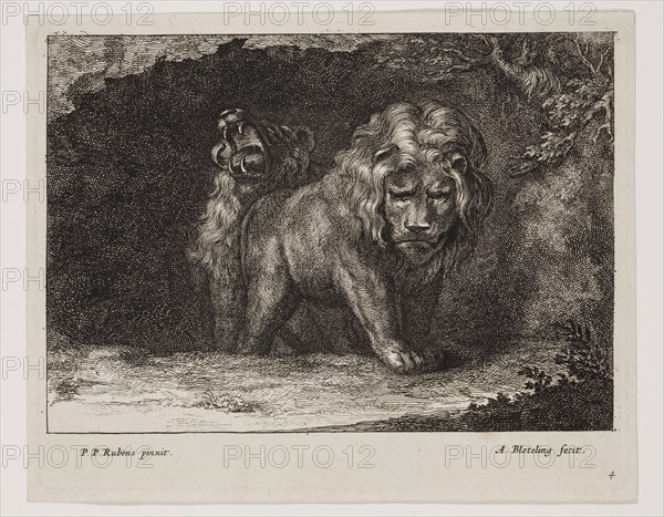 Abraham Blooteling, Dutch, 1640-1690, after Peter Paul Rubens, Flemish, 1577-1640, Lions, Plate 4, between 1660 and 1690, etching and engraving printed in black ink on laid paper, Plate: 5 1/2 × 7 inches (14 × 17.8 cm)