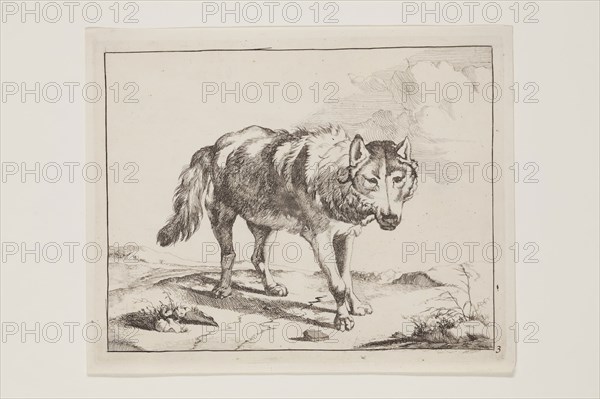 Marcus de Bye, Dutch, 1639 - 1690, after Paul Potter, Dutch, 1625 - 1654, Standing Wolf in Three-Quarter View, 17th century, etching printed in black ink on laid paper, Plate: 5 1/4 × 6 3/4 inches (13.3 × 17.1 cm)