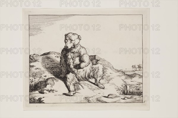 Marcus de Bye, Dutch, 1639 - 1690, after Paul Potter, Dutch, 1625 - 1654, Seated Bear Seen from the Front, 17th century, etching printed in black ink on laid paper, Plate: 5 3/8 × 6 3/4 inches (13.7 × 17.1 cm)