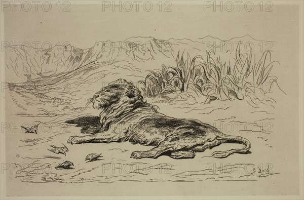 Gustave Doré, French, 1832-1883, Le Lion, ca. 1869, etching printed in black ink on laid paper, Plate: 5 3/4 × 8 1/2 inches (14.6 × 21.6 cm)