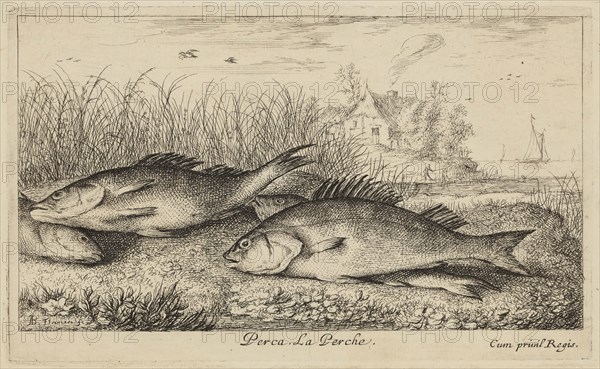 Albert Flamen, Flemish, Perch, 17th century, etching printed in black ink on laid paper, Plate: 4 1/8 × 6 3/4 inches (10.5 × 17.1 cm)
