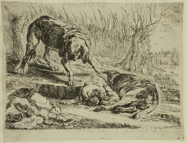 Jan Fyt, Flemish, 1611-1661, Two Hunting Dogs, 1642, etching printed in black ink on laid paper, Plate: 6 1/2 × 8 3/4 inches (16.5 × 22.2 cm)
