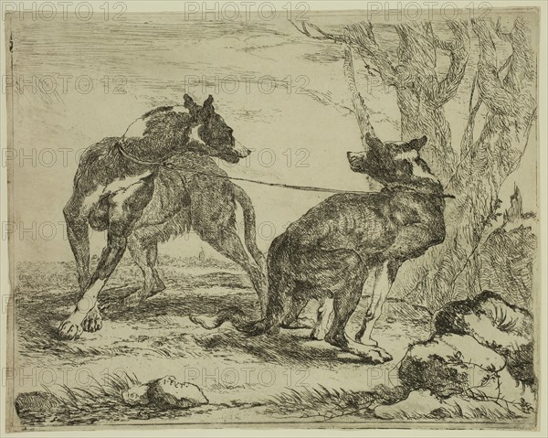 Jan Fyt, Flemish, 1611-1661, Two Greyhounds, 1642, etching printed in black ink on laid paper, Plate: 6 3/4 × 8 5/8 inches (17.1 × 21.9 cm)