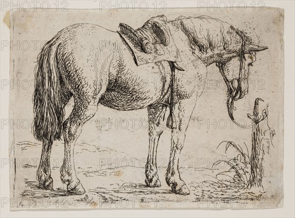 Jan van Aken, Dutch, 1614-1661, Saddled Horse, 17th century, etching printed in black ink on laid paper, Plate: 2 3/4 × 3 7/8 inches (7 × 9.8 cm)