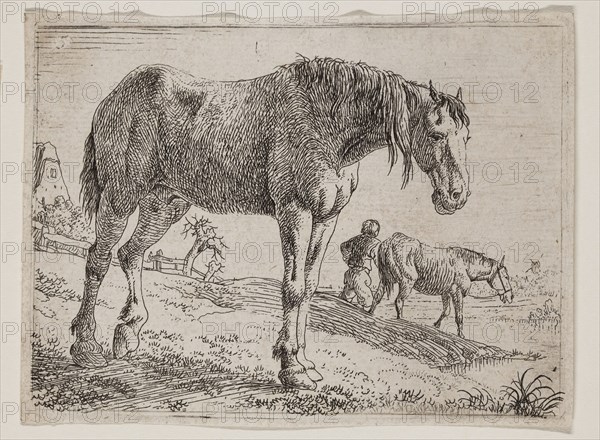 Jan van Aken, Dutch, 1614-1661, Standing Horse Facing Right, 17th century, etching printed in black ink on laid paper, Plate: 2 3/4 × 3 7/8 inches (7 × 9.8 cm)