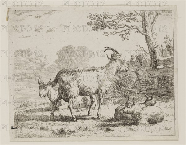 Karel Dujardin, Dutch, 1622-1678, Four Goats, ca. 1658, etching printed in black ink on laid paper, Plate: 4 7/8 × 6 1/8 inches (12.4 × 15.6 cm)