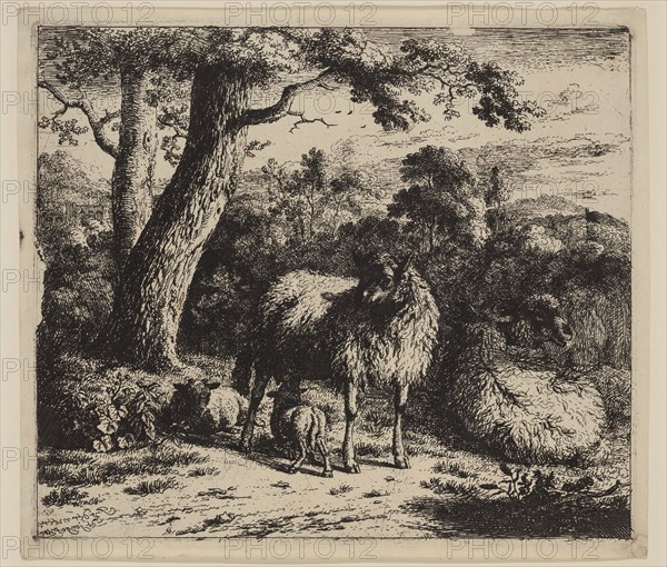 Jan van der Meer, the Younger, Dutch, 1656-1705, Standing Ewe Nursing a Lamb, 1685, etching printed in black ink on laid paper, Plate: 6 3/4 × 7 3/4 inches (17.1 × 19.7 cm)
