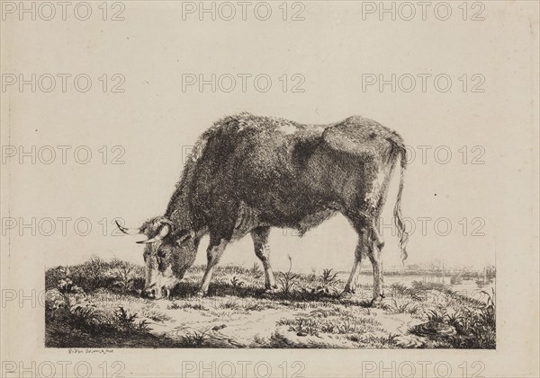 Pieter Gerard van Os, Dutch, 1776-1839, Landscape with Ox Feeding, between late 18th and mid-19th century, etching printed in black ink on laid paper, Plate: 6 5/8 × 9 1/2 inches (16.8 × 24.1 cm)