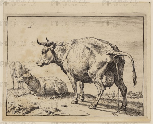 Paul Potter, Dutch, 1625 - 1654, Pissing Cow, 1650, etching and engraving printed in black ink on laid paper, Plate: 4 1/4 × 5 5/8 inches (10.8 × 14.3 cm)