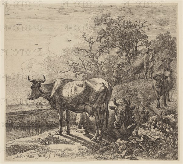 Paul Potter, Dutch, 1625 - 1654, Cowherd, 1649, etching and engraving printed in black ink on laid paper, Sheet (trimmed to plate mark): 7 1/8 × 8 inches (18.1 × 20.3 cm)