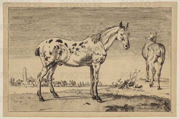 Anonymous Artist, after Paul Potter, Dutch, 1625 - 1654, The Cropped Horse, 1652, copy 1887, etching, engraving and roulette printed in black ink on laid paper, Plate: 6 × 9 1/4 inches (15.2 × 23.5 cm)