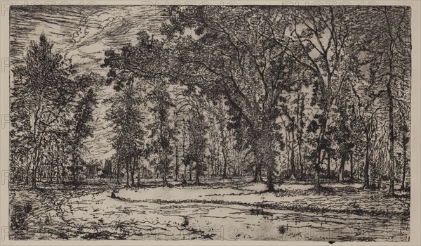 George W. Clark, American, Forest of Belle Isle Park - Detroit, 1893, etching printed in black ink on wove paper, Plate: 5 3/4 × 9 7/8 inches (14.6 × 25.1 cm)