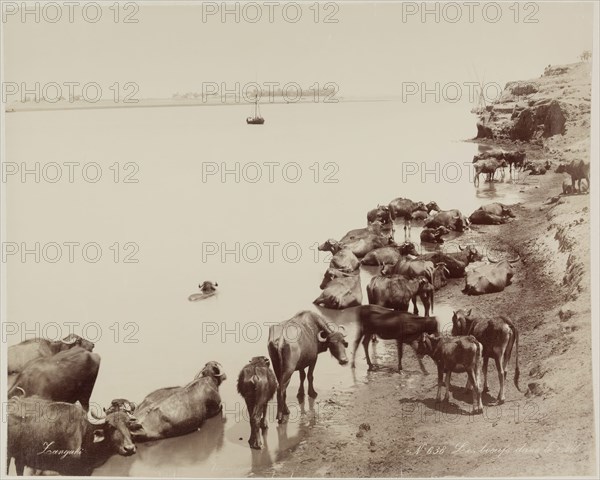 Zangaki, Greek, active 1860-1889, Water Buffalo in the Nile, 19th century, albumen print