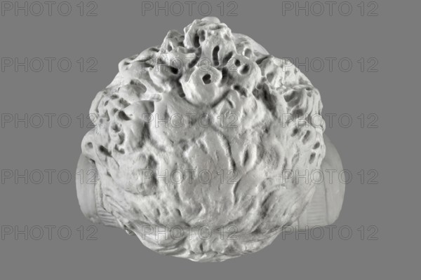 Portrait of Emperor Septimius Severus, unknown Roman workshop; Roman Empire 193–211; sculpture; height 56 cm, width 30 cm, depth 24.5 cm., A close-up view of the top of a textured, sculpted object resembling a head with detailed, curly forms and deep recesses, shown against a flat background; the sculpture surface appears rough and carved with many rounded protrusions and hollows, and the visible colors are shades of white, light gray, and darker gray tones.