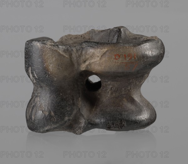 Cow astragal condylo-talus bone from a cow, with a regular hole drilled in the center. Hellenistic period, 332–30 BC. Found at Myrmekion Crimea. Natural bone; height 4.2 cm., A worn, irregularly shaped object with a hole through its center sits against a plain gray background, showing a textured surface with cracks and smooth, rounded protrusions; the visible colors include dark gray, black, brown, and some lighter tan areas, with a glossy sheen in places and rougher, matte textures elsewhere.