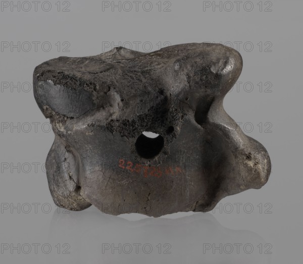 Cow astragal, Myrmekion Crimea, Crimea Ukraine, Hellenistic period, antiquity, bone condylo-talus bone. Regular hole drilled in the center. 332–30 BC. Found at Myrmekion. Natural material; height 4.2 cm., A single irregularly shaped object with a rough, weathered surface rests against a plain background; the object has a porous texture in places and smoother rounded bulges in others, with a hole through its central area and visible cracks and pits. The visible colors include dark gray, charcoal, black, with lighter gray highlights and hints of brown tones. The background is a uniform light gray, and the object casts a soft reflection and subtle shadow on the surface beneath it.