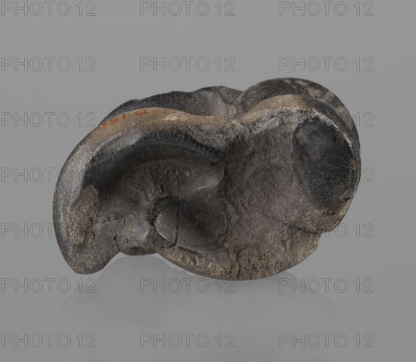 Cow astragal condylo-talus bone from a cow, with a regular hole drilled in the center. Materials: bone. Origin: Myrmekion Crimea. Date: 332–30 BC, Hellenistic period. Function/classification: astragal. Height: 4.2 cm., Natural product., A dark, irregularly shaped object with a rough, cracked surface sits against a uniform gray background, showing shades of black, dark gray, brown, and hints of beige, with a small area of muted red on one raised edge; the object has smooth, concave hollows and rounded protrusions, textured areas with visible cracks and pitting, and a subtle reflection beneath it on the surface it rests upon.